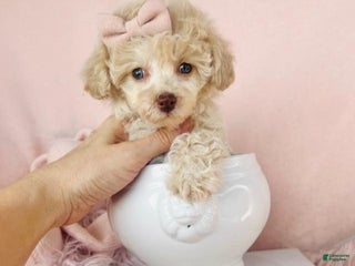 Toy Poodle dogs - Ad 37