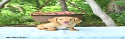 Miniature Dachshund dogs for sale: Preston - Ad 3