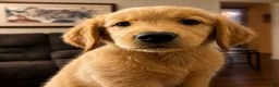 Mixed Breed dogs for sale: Mixed Breed 1 - Ad 2