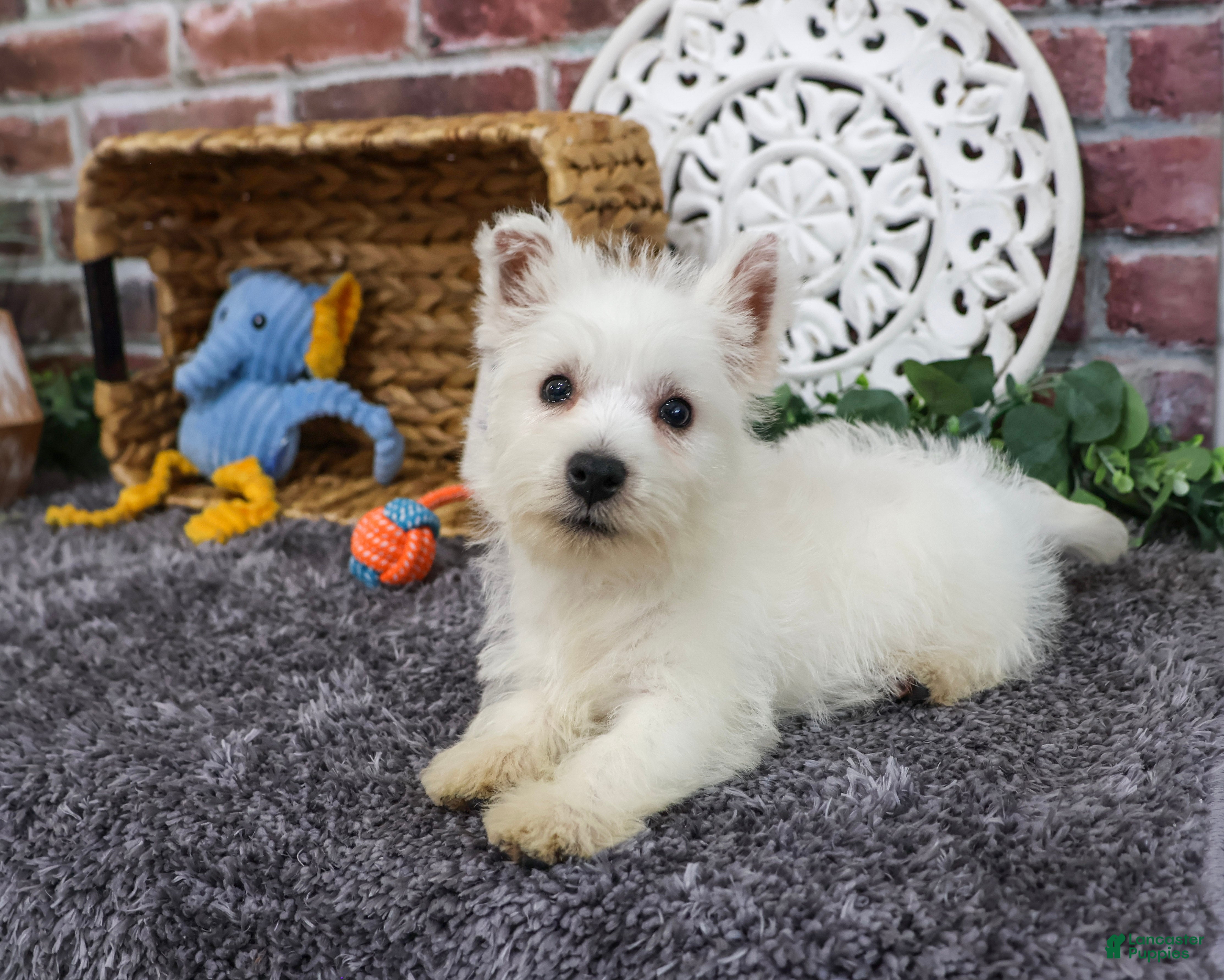 West Highland Terrier dogs Wallace - Ad 2
