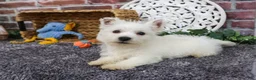 West Highland Terrier dogs for sale: Wallace - Ad 2