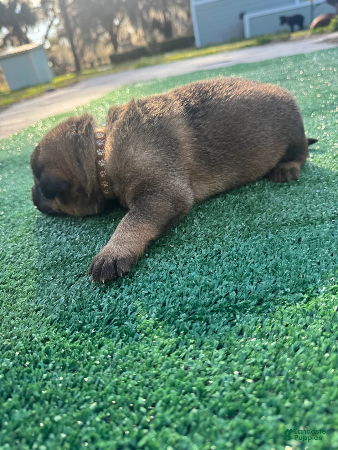 German Shepherd dogs for sale: German Shepherd red - Ad 20