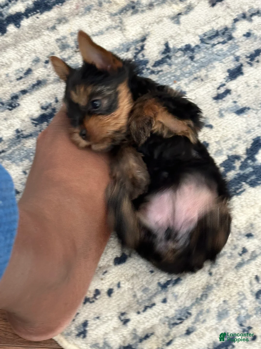 Yorkshire Terrier dogs for sale: Benny - Ad 7