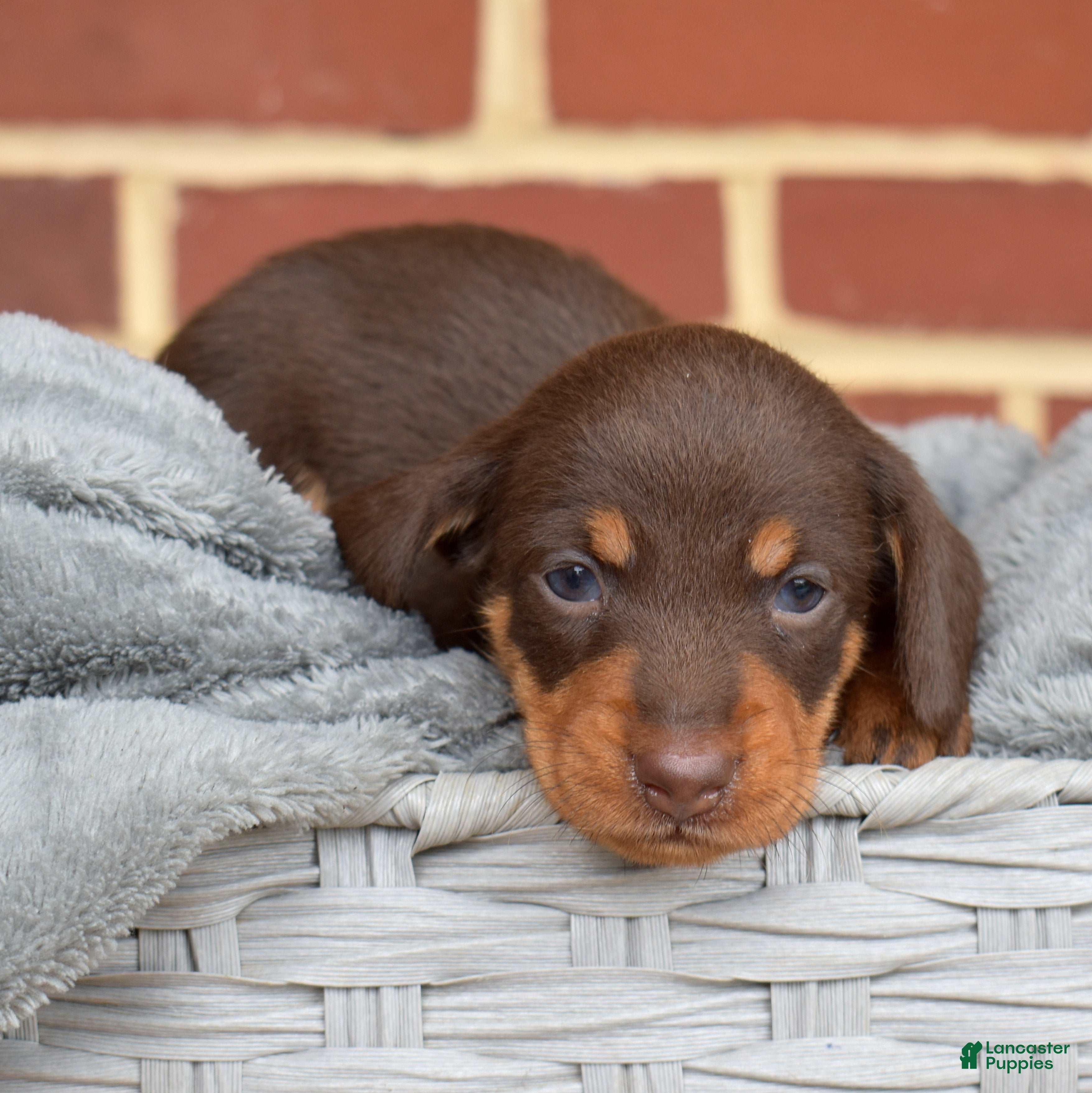 Miniature Dachshund dogs Mocha - Ad 1