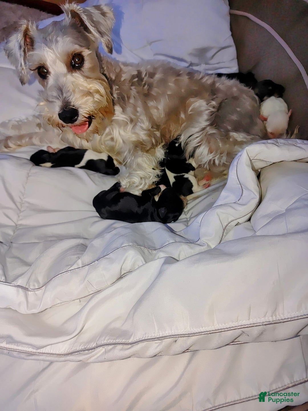 Gallery Image {{count}}