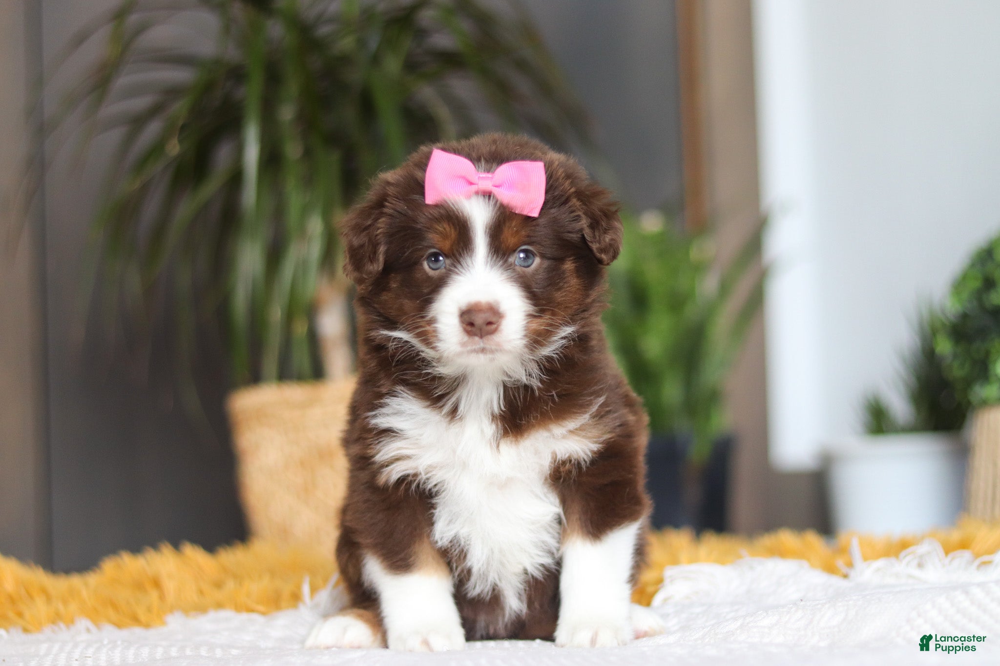Australian Shepherd dogs Digger - Ad 1