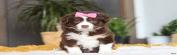 Australian Shepherd dogs for sale: Digger - Ad 1