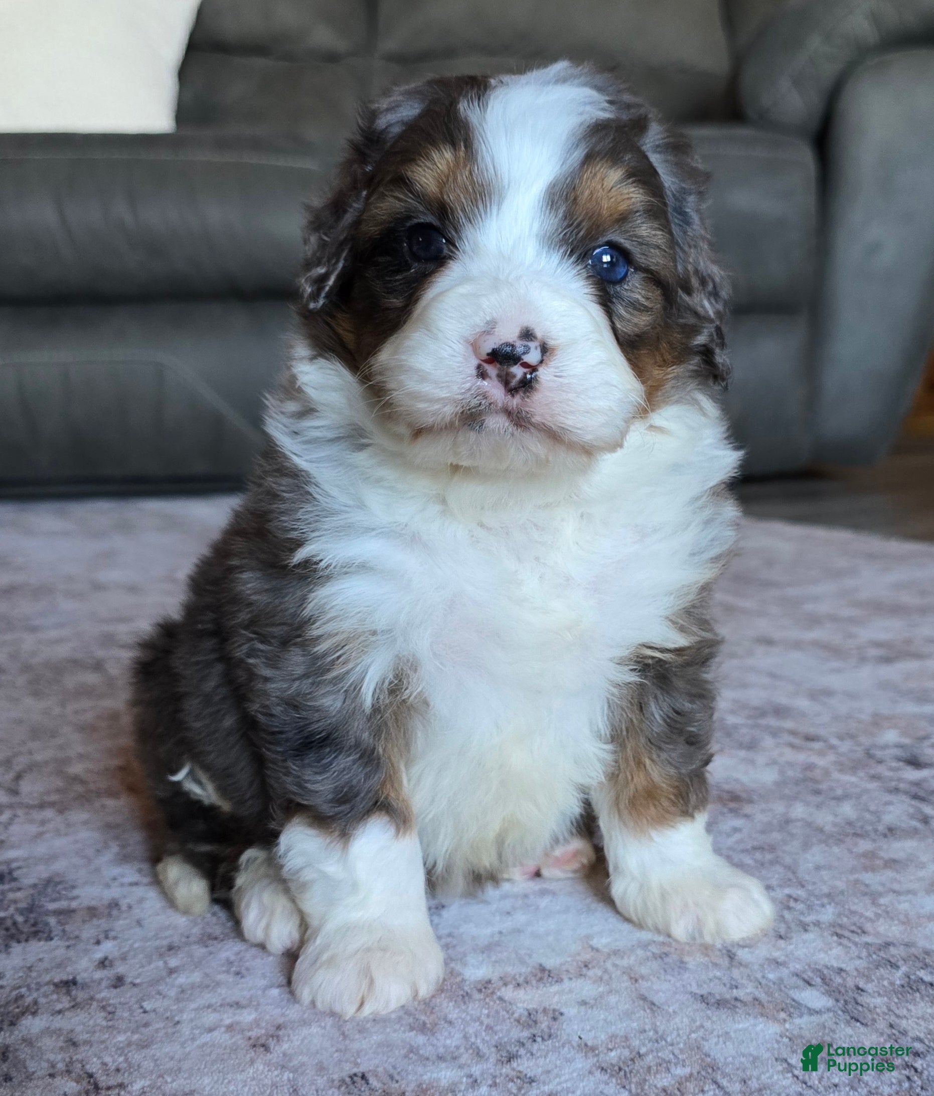 Mini Bernedoodle dogs Mini Frankie  - Ad 2