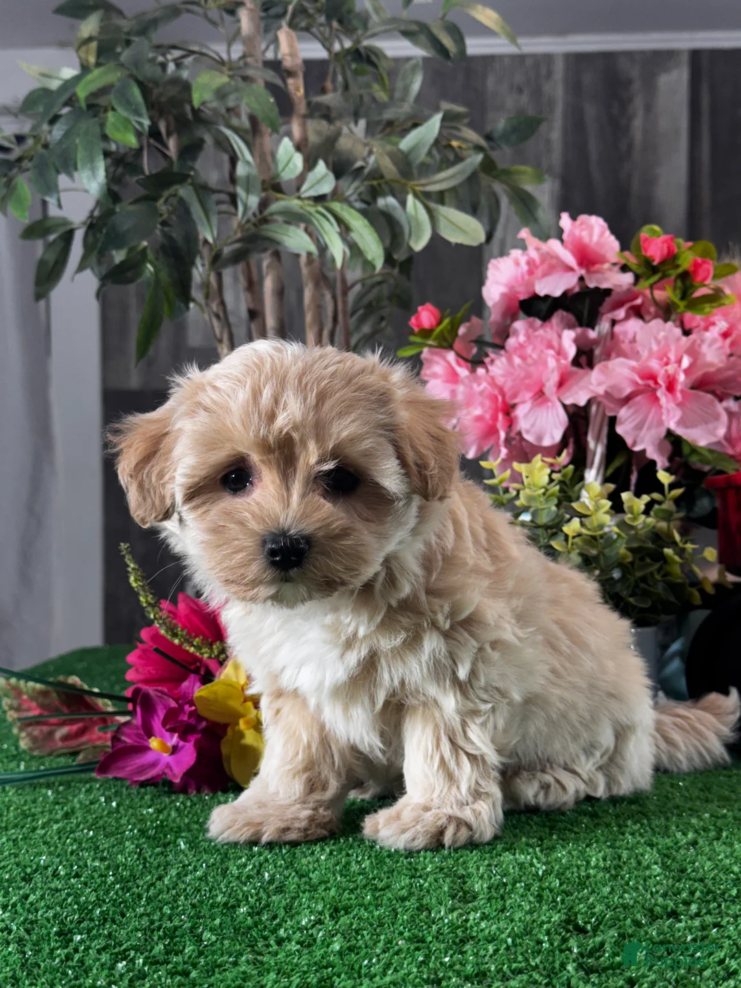 Mixed Breed dogs for sale: Lady  - Ad 5