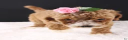 Mini Goldendoodle dogs for sale: Daisy - Ad 13