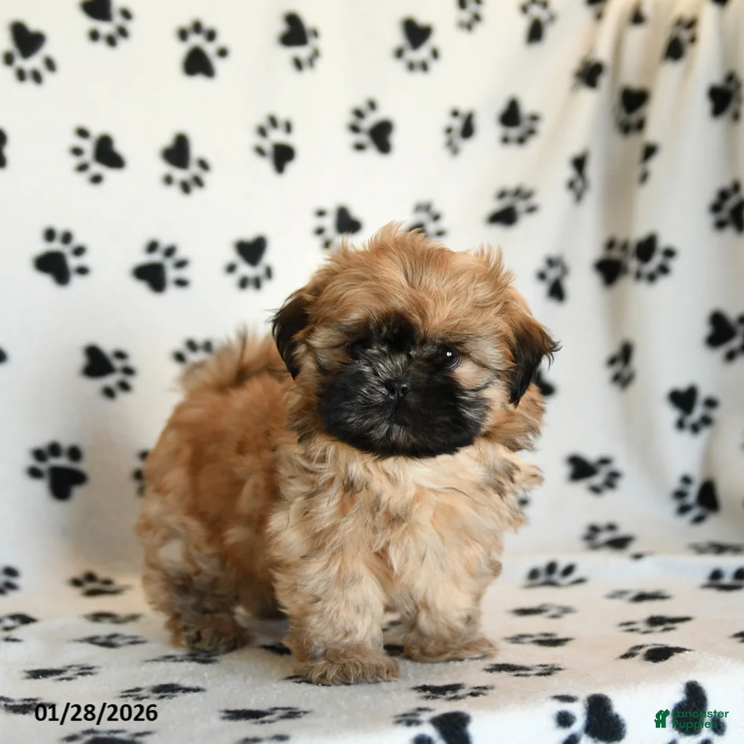 Shih Tzu dogs for sale: Oberon - Ad 1