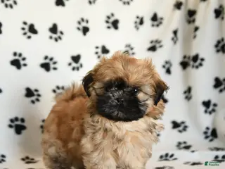 Shih Tzu dogs Oberon - Ad 9