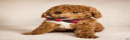 Mini Goldendoodle dogs for sale: Graham – Petite Mini F1BB Goldendoodle – Head StartGoldendoodle • Potty & Crate Trained - Ad 2