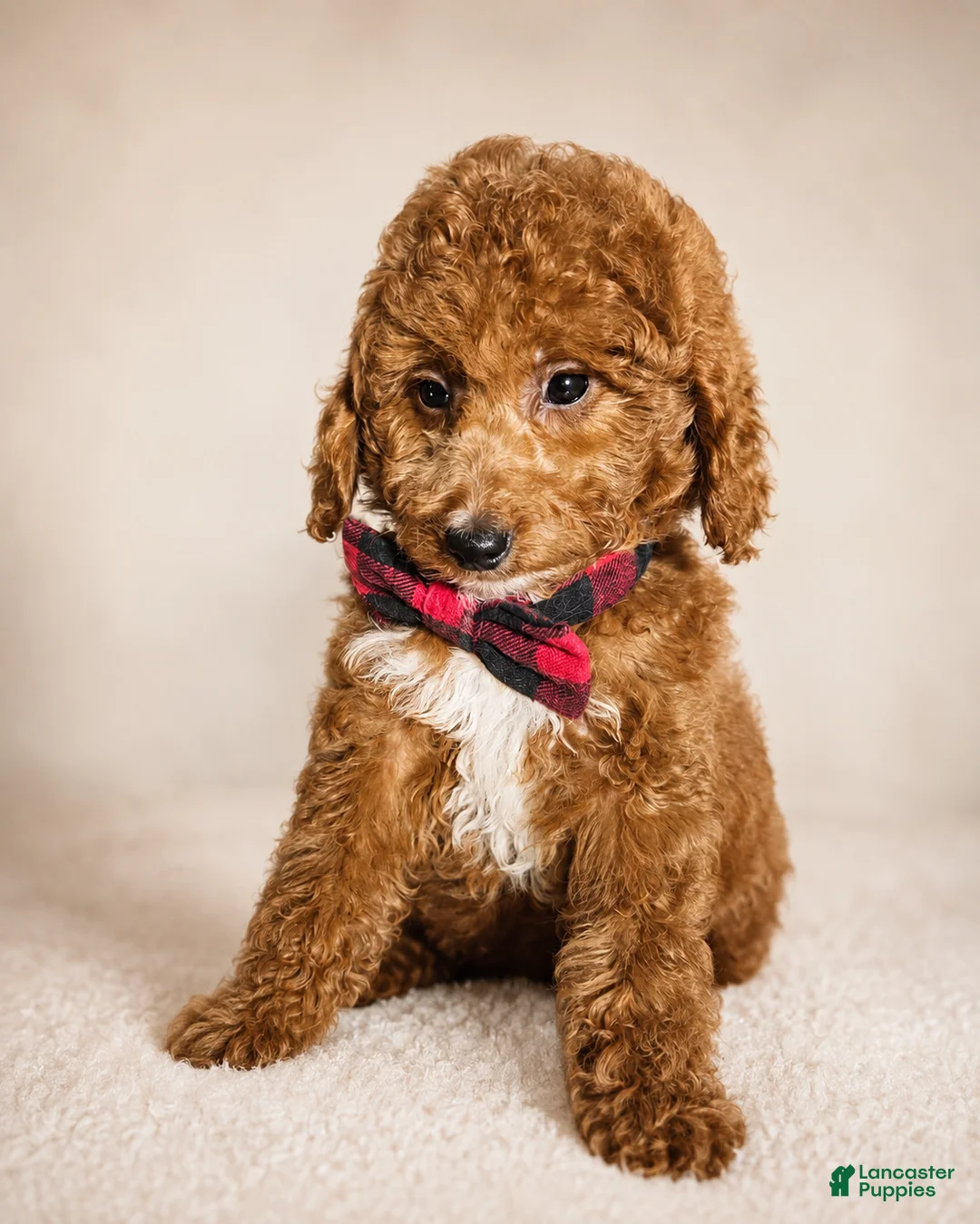 Mini Goldendoodle dogs for sale: Graham – Petite Mini F1BB Goldendoodle – Head StartGoldendoodle • Potty & Crate Trained - Ad 2