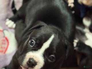 American Bully dogs American Bully Puppy 3 - Ad 3