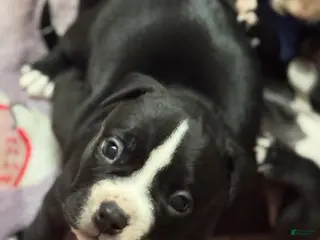 American Bully dogs American Bully Puppy 3 - Ad 21