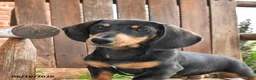 Dachshund dogs for sale: Hunter - Ad 3