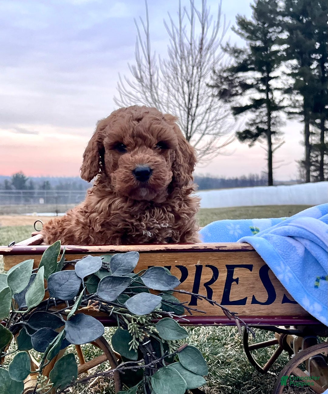 Mini Goldendoodle dogs for sale: Charming Robert❤️Call 717-548-2054 - Ad 3