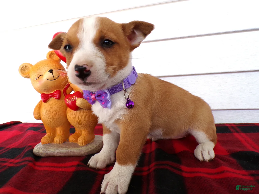 Jack Russell Terrier dogs for sale: Jack Russell Terrier Puppy 4 Queenie - Ad 2