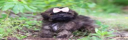 Shihpoo dogs for sale: Alice - Ad 7