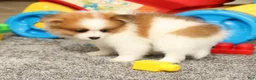 Pomeranian dogs for sale: Mason - Ad 8