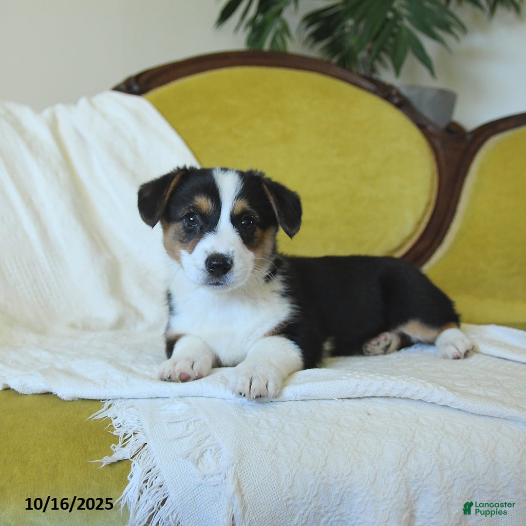 Welsh Corgi Pembroke dogs for sale: Nellie - Ad 19