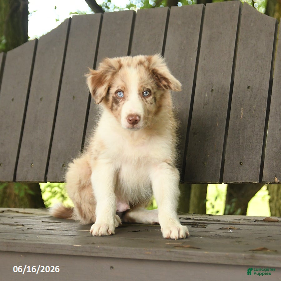 Border Collie dogs Monty - Ad 1