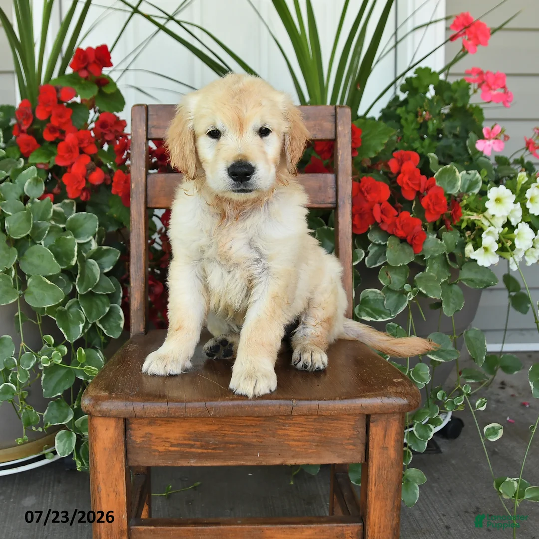 Golden Retriever dogs for sale: Rachel - Ad 1