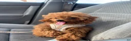 Toy Poodle dogs for sale: Toy Poodle 1 - Ad 1