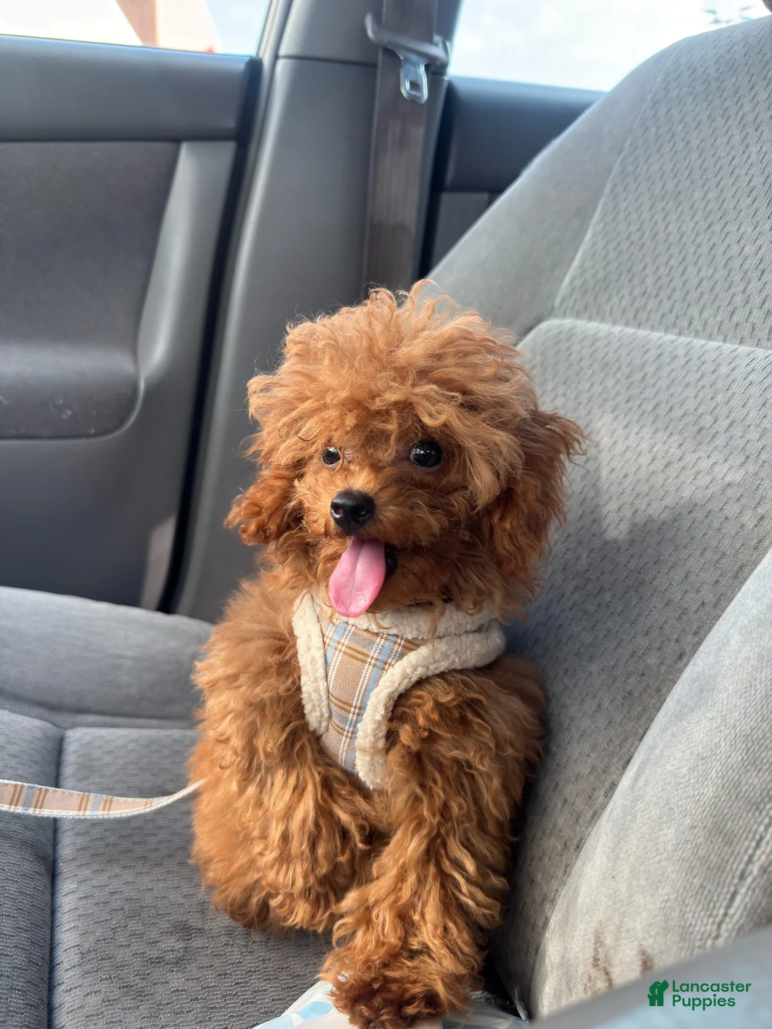 Toy Poodle dogs for sale: Toy Poodle 1 - Ad 1