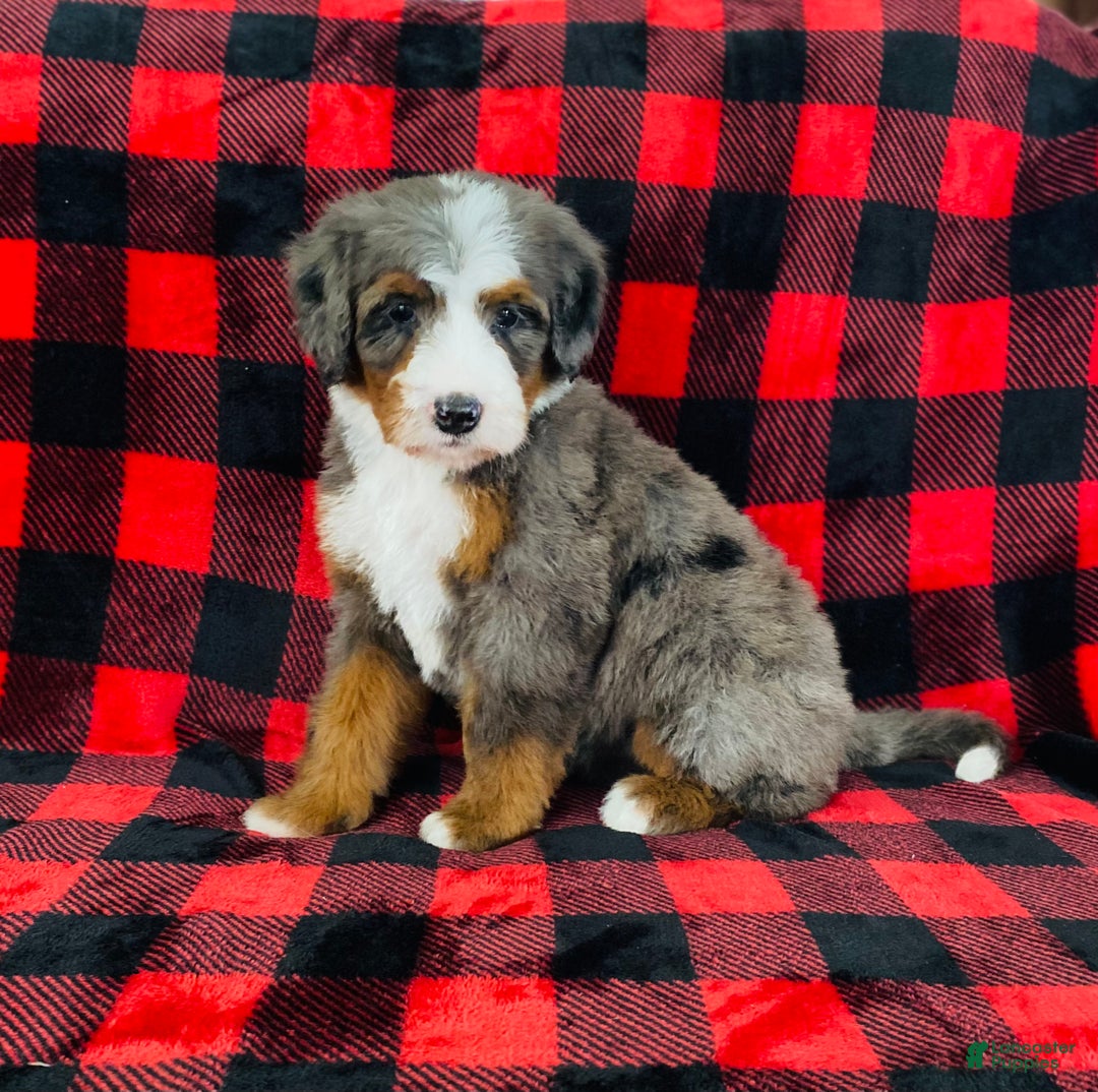 Bernedoodle dogs for sale: Penelope  - Ad 2