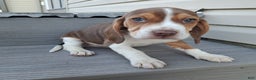 Beagle dogs for sale: HONEY - Ad 1