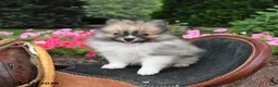 Pomeranian dogs for sale: Regina - Ad 4