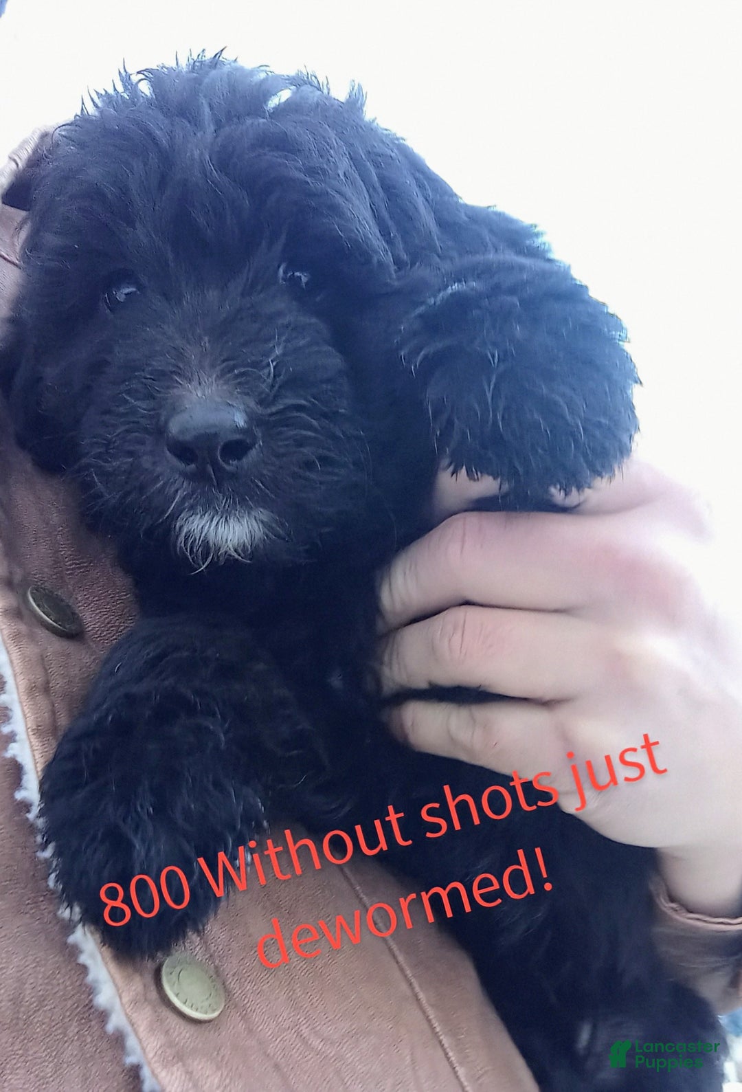 Bernedoodle dogs for sale: Barkley - Ad 1