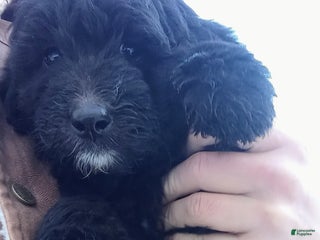Bernedoodle dogs Barkley - Ad 26