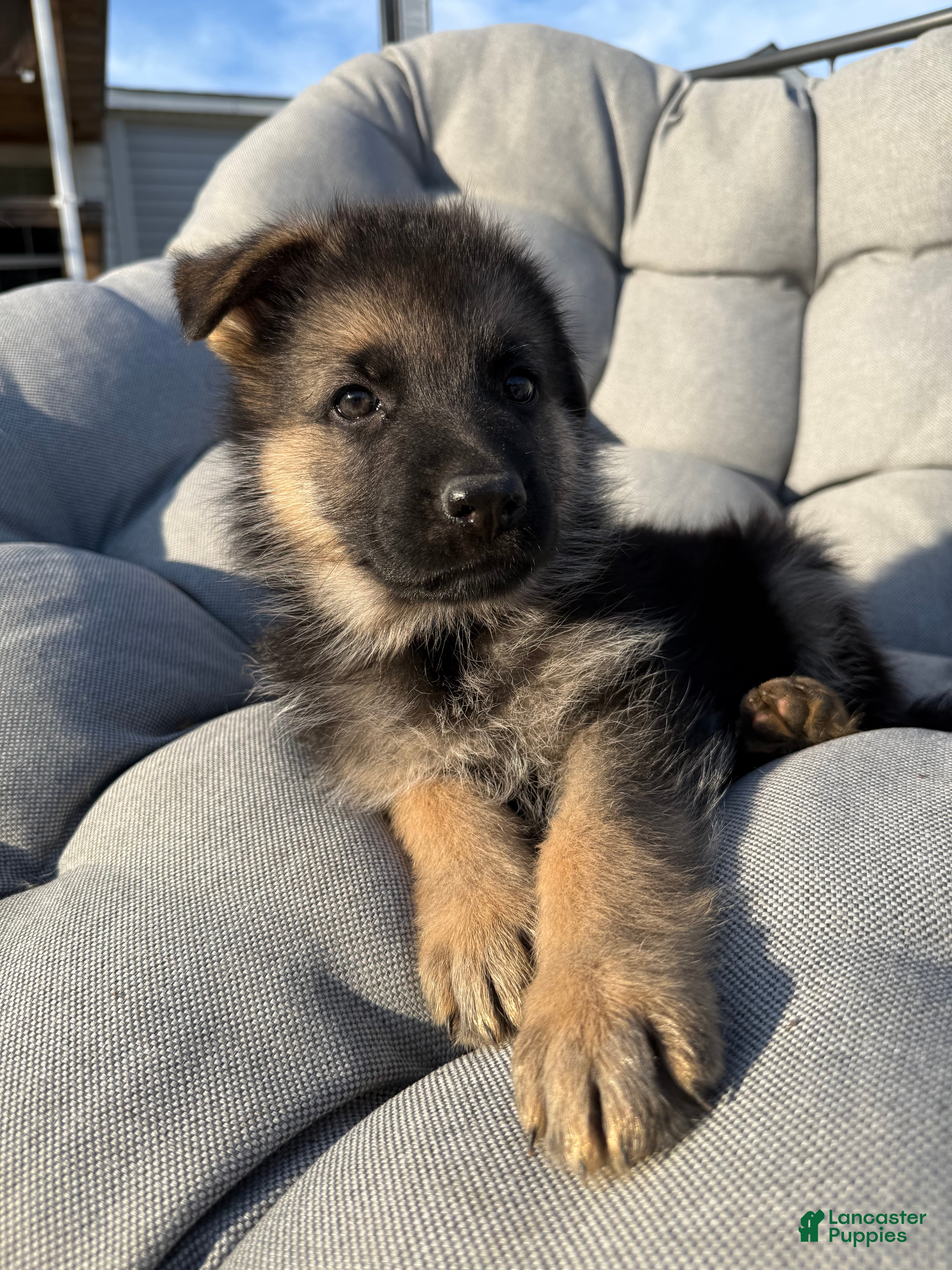 German Shepherd dogs Harley - Ad 13