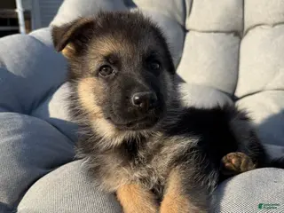 German Shepherd dogs Harley - Ad 13