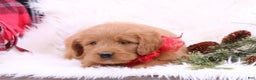 Labradoodle dogs for sale: Holly - Ad 2