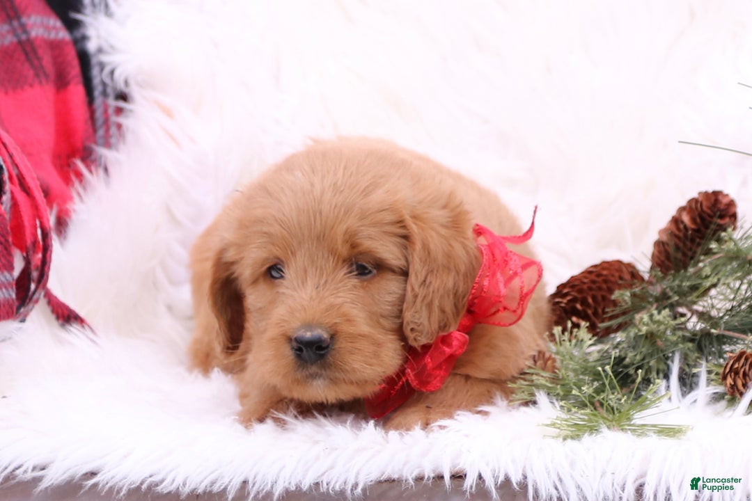Labradoodle dogs for sale: Holly - Ad 2