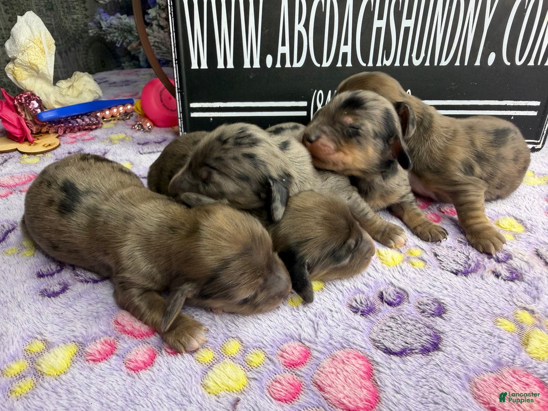 Miniature Dachshund dogs for sale: Cream dapple - Ad 2