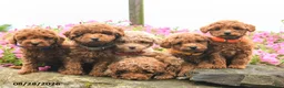 Miniature Poodle dogs for sale: Strawberry - Ad 5