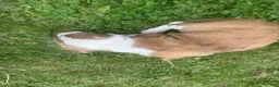 Mixed Breed dogs for sale: Mixed Breed 1 - Ad 4