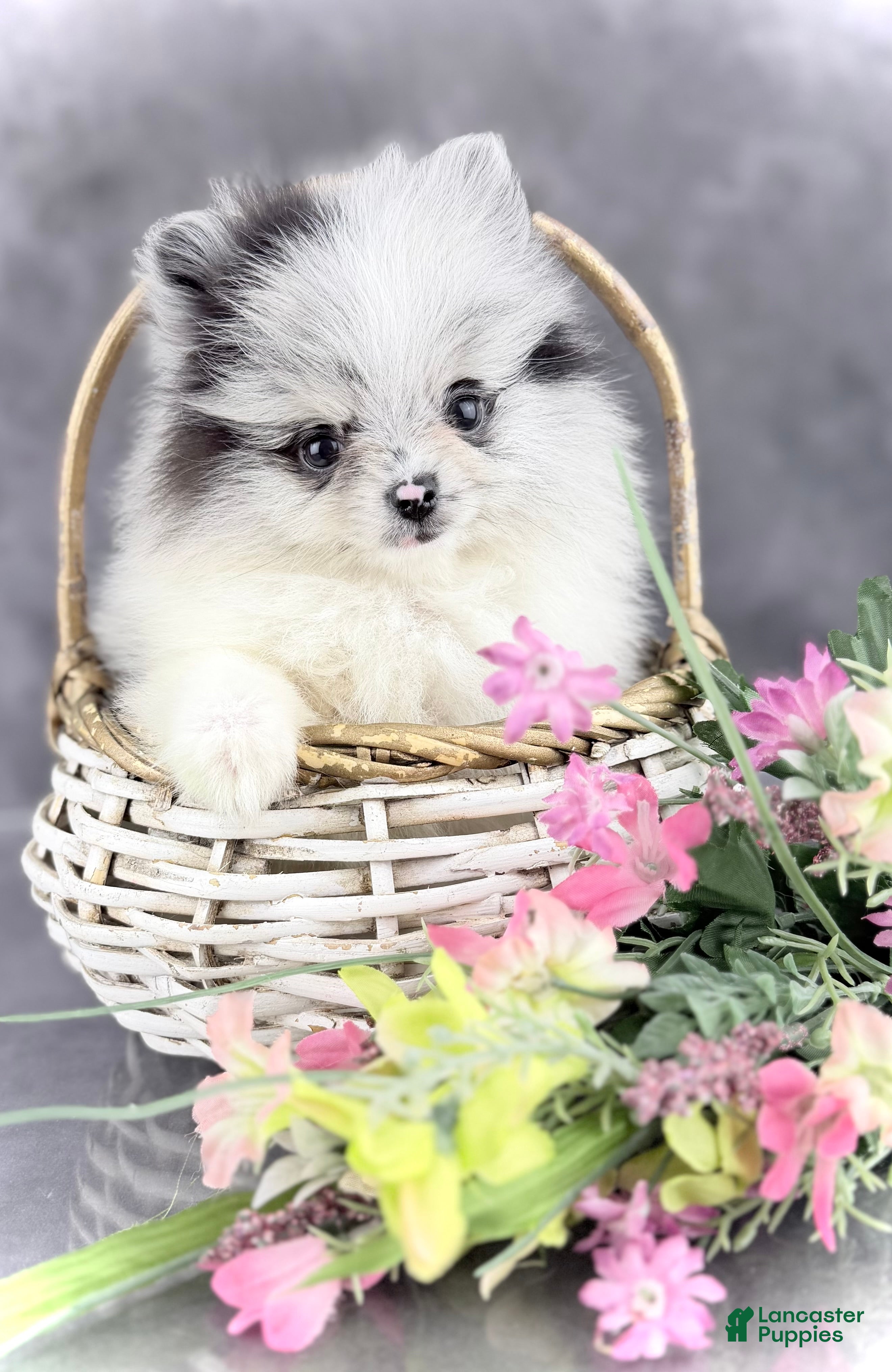 Pomeranian dogs Bitsy AKC  - Ad 1