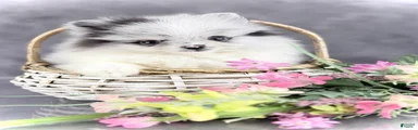Bitsy AKC 