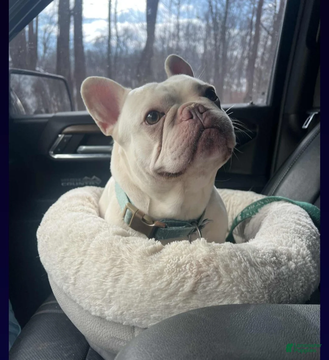 French Bulldog dogs for sale: Waffle  - Ad 3