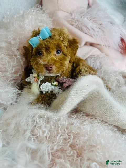 Toy Poodle dogs Toy Poodle Puppy 1 - Ad 5