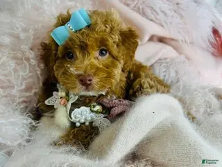 Toy Poodle dogs Toy Poodle Puppy 1 - Ad 28