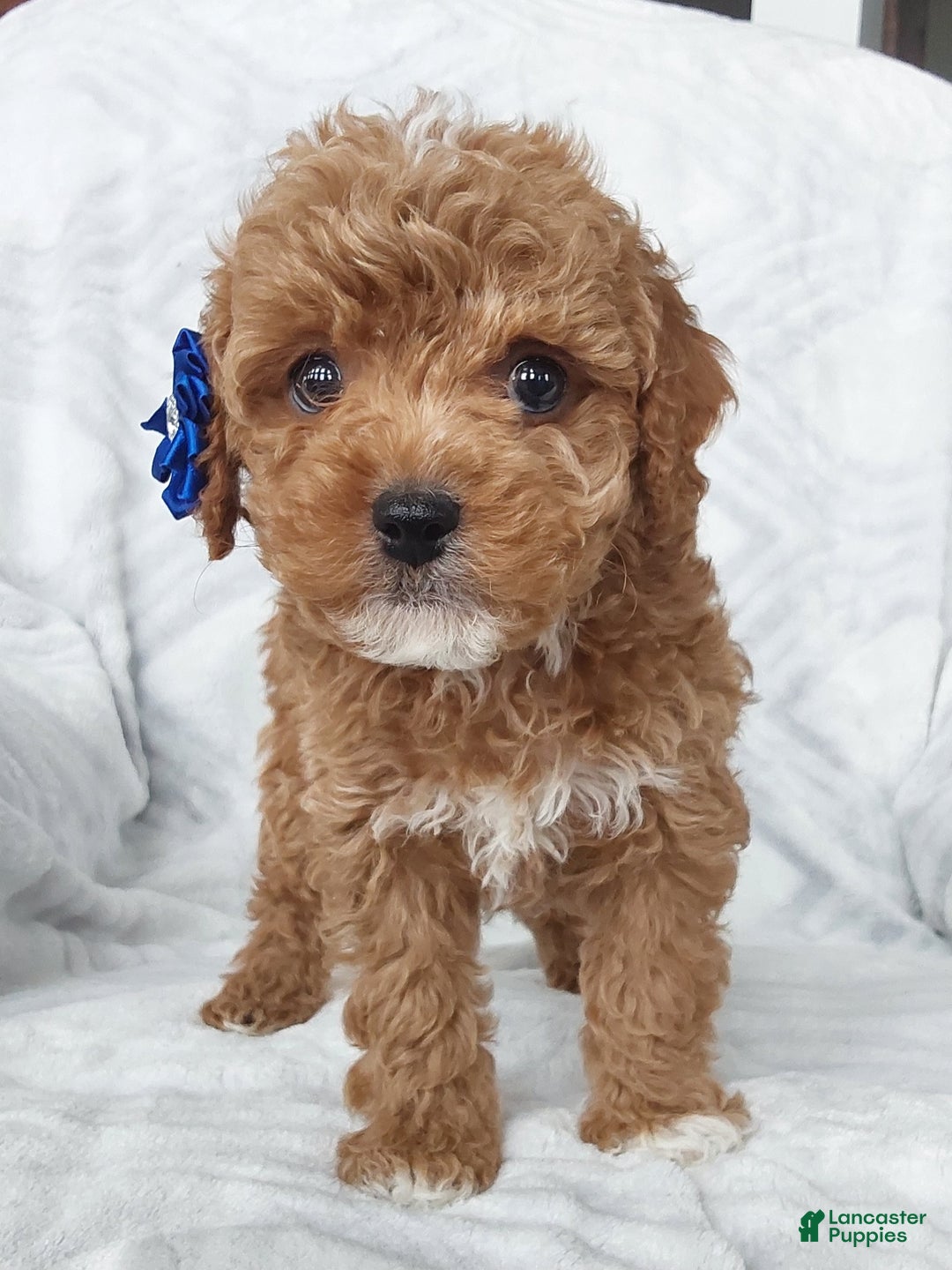 Cavapoo dogs for sale: Cavapoo Puppy 1 captain - Ad 2