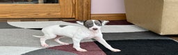 Italian Greyhound dogs for sale: Charity - Ad 4