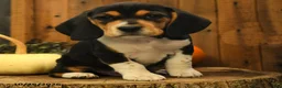 Beagle dogs for sale: Reeses - Ad 4